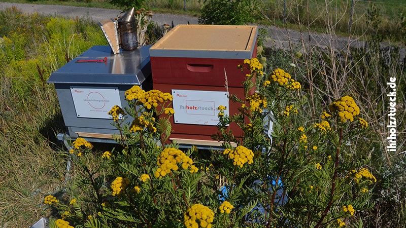 Unsere Bienen finden hier fast ideale Bedingungen