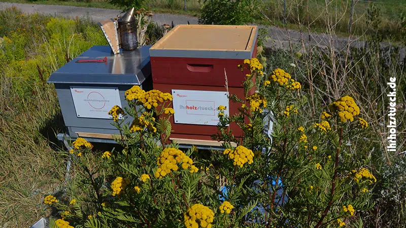 Unsere Bienen finden hier fast ideale Bedingungen